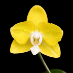 Phalaenopsis Sogo Meili (peloric)
