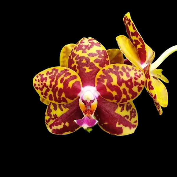 Phalaenopsis Sogo Pony