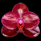 Phalaenopsis Sogo Relex '1661' * fleurs cireuses parfumées