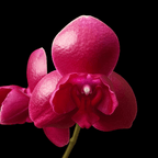 Phalaenopsis Sogo Relex (peloric)