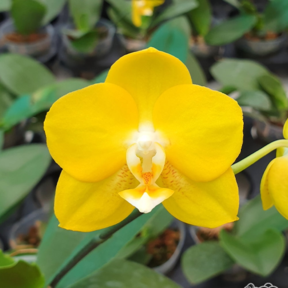 Phalaenopsis Sogo Shito