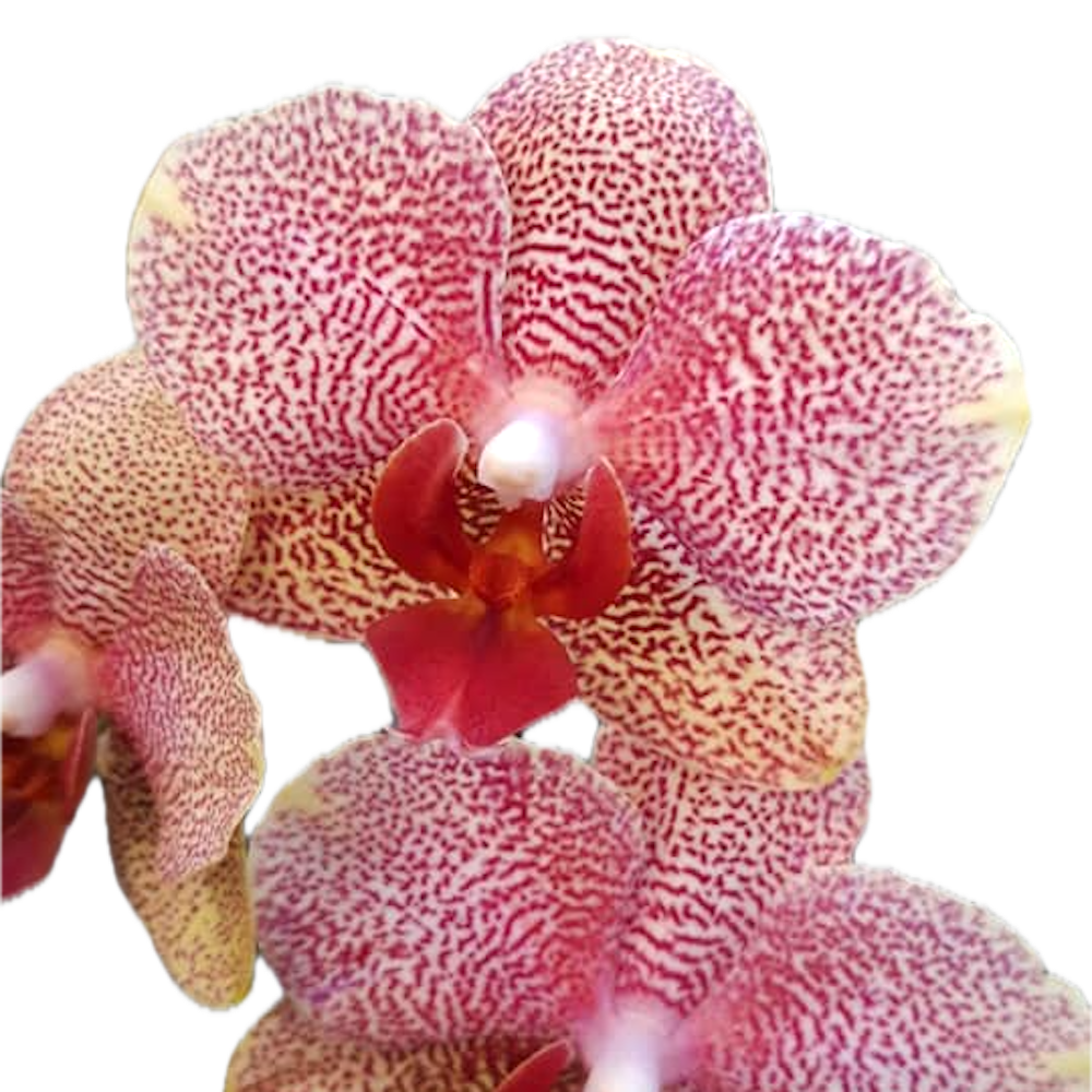 Phalaenopsis Sogo Sun Beauty