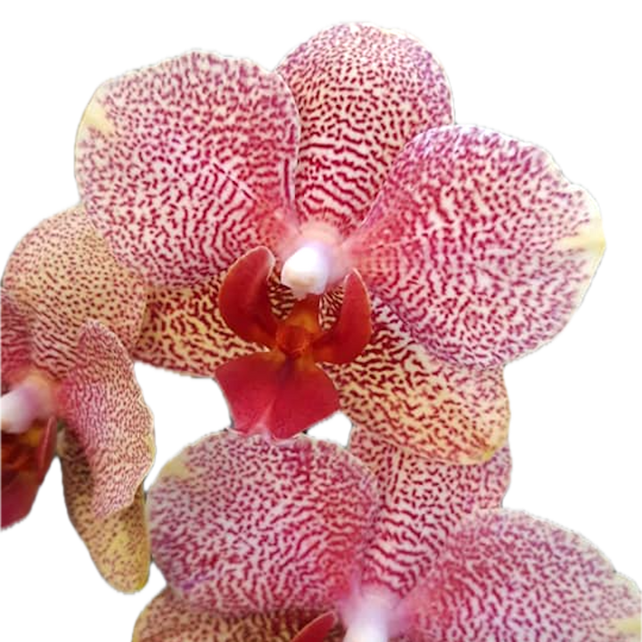 Phalaenopsis Sogo Sun Beauty