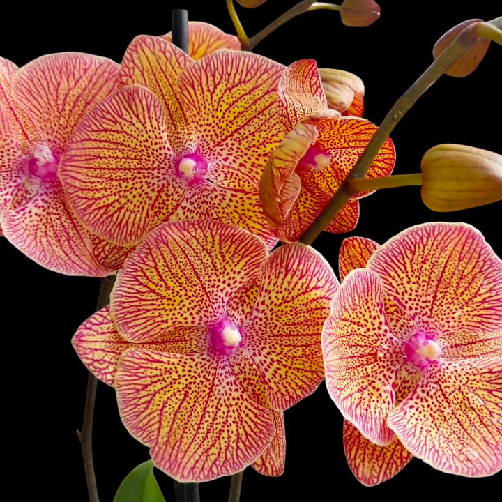 Phalaenopsis Sogo Very Maple (big lip)