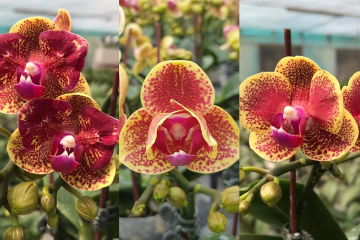 Phalaenopsis Sogo Vieker