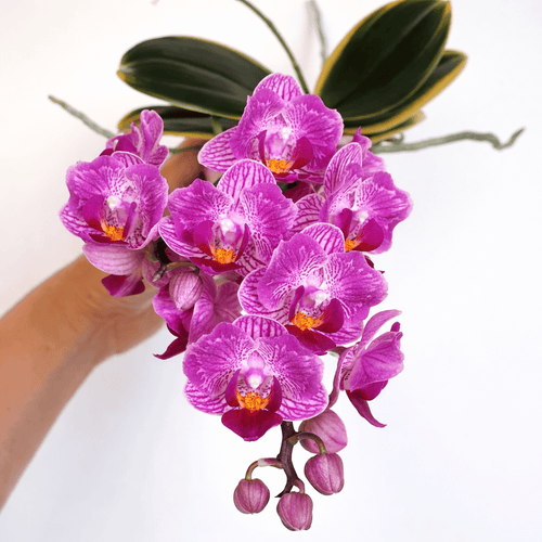 Phalaenopsis Sogo Vivien 'SOGO F858' (variegata & peloric)