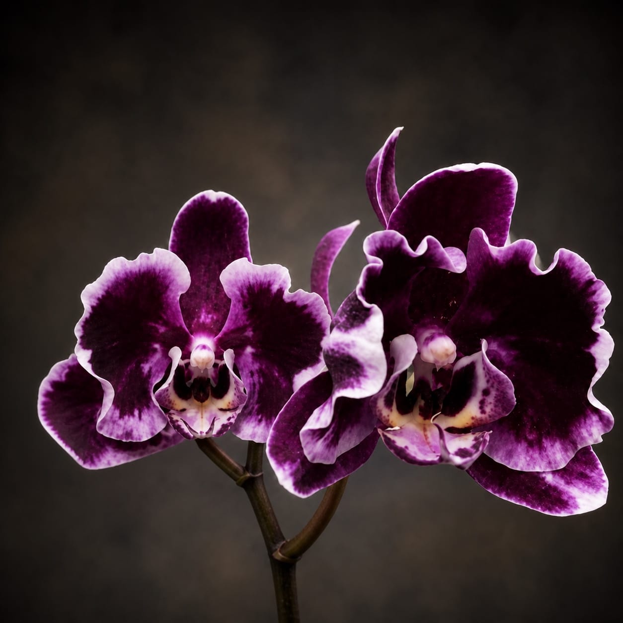 Phalaenopsis Sunhope Latin Dance Skirt