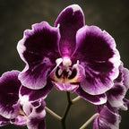 Phalaenopsis Sunhope Latin Dance Skirt