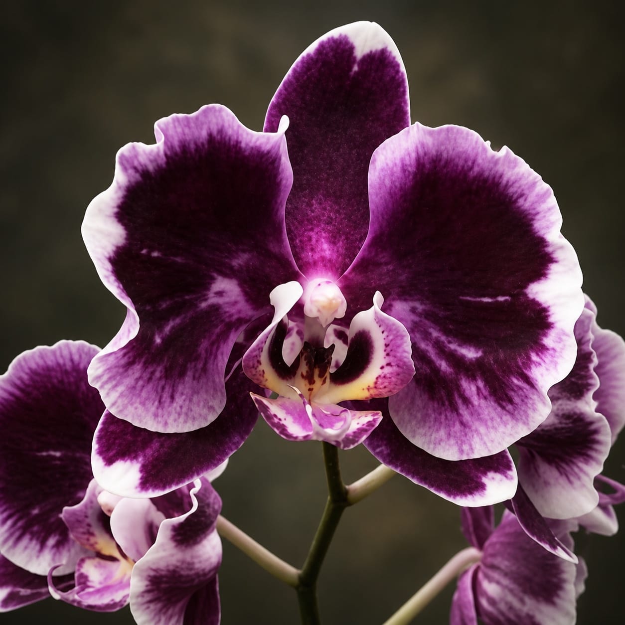 Phalaenopsis Sunhope Latin Dance Skirt
