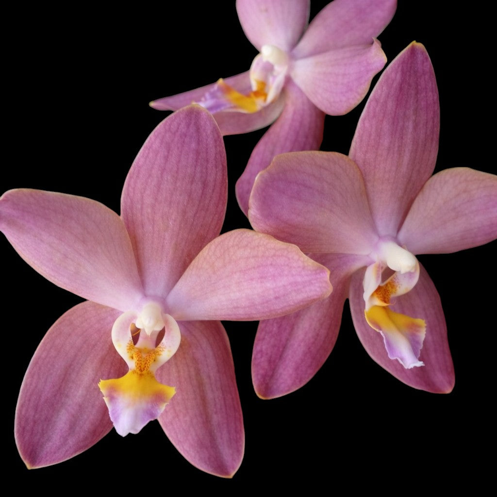 Phalaenopsis Sunny 3303 × Stuartiana Yellow