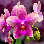 Phalaenopsis Sweet Memory 'Liodoro'