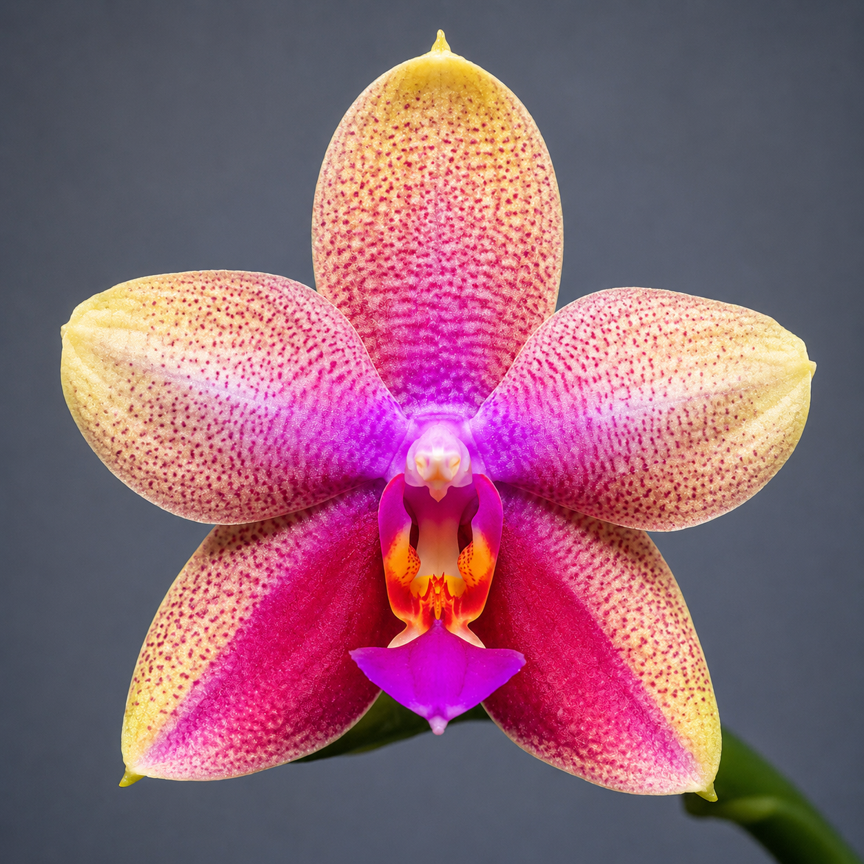 Phalaenopsis Sweet Memory 'Liodoro'