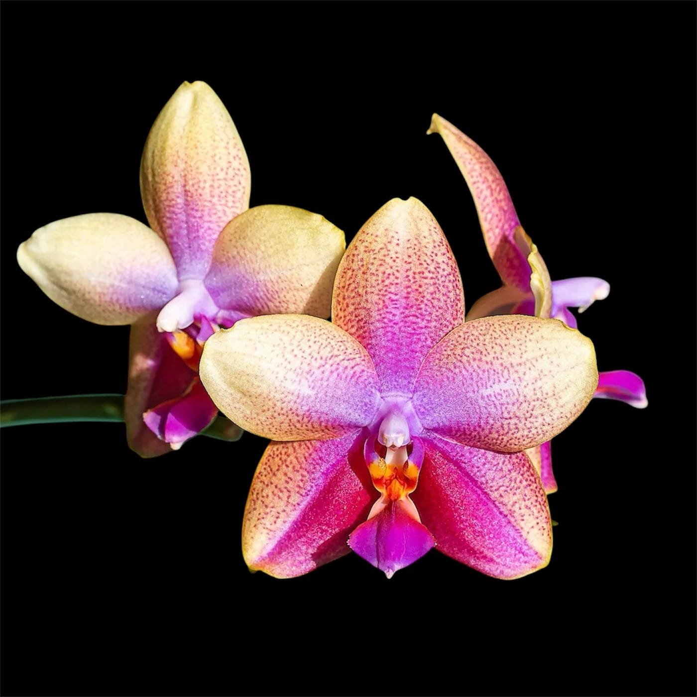Phalaenopsis Sweet Memory 'Liodoro'