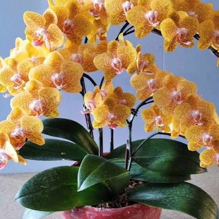 Phalaenopsis TLH Gold Princess '515'