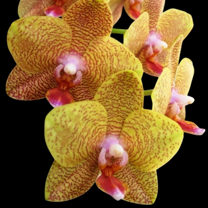 Phalaenopsis TLH Gold Princess '515'