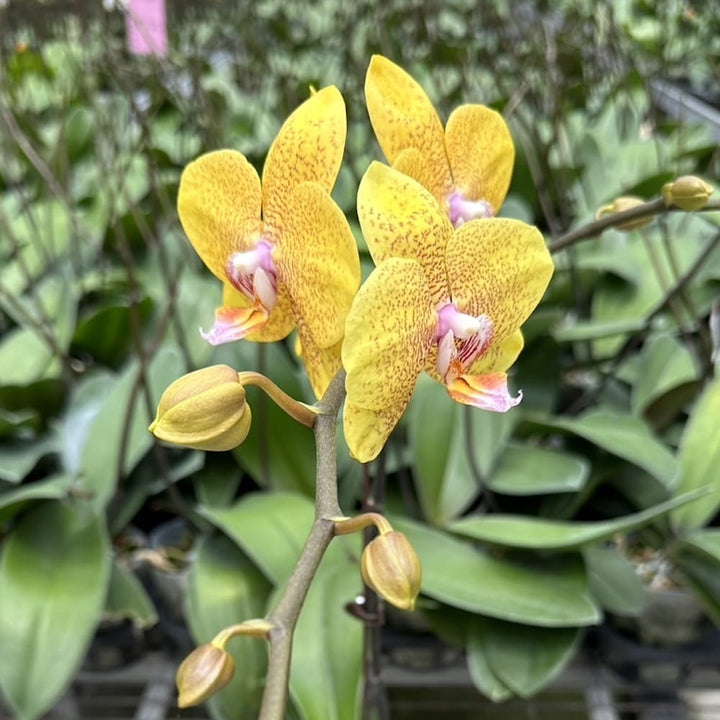 Phalaenopsis TLH Gold Princess '515'