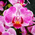 Phalaenopsis Taida Little Vivien '3270' (peloric)