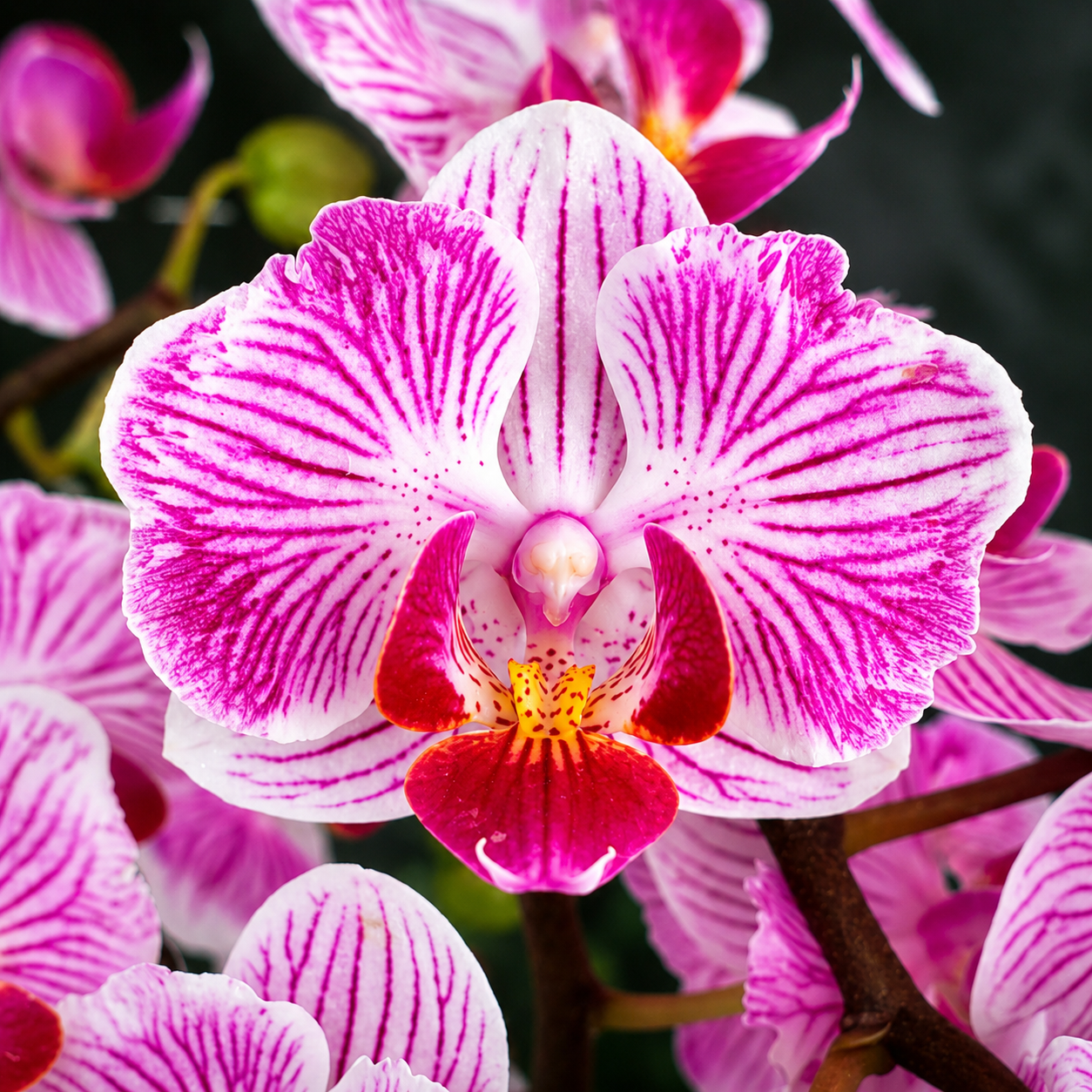 Phalaenopsis Taida Little Vivien '3270' (peloric)