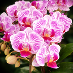 Phalaenopsis Taida Little Vivien '3270' (peloric)