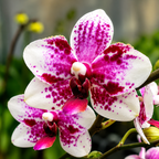 Phalaenopsis Taisuco Micky 'Mickey'