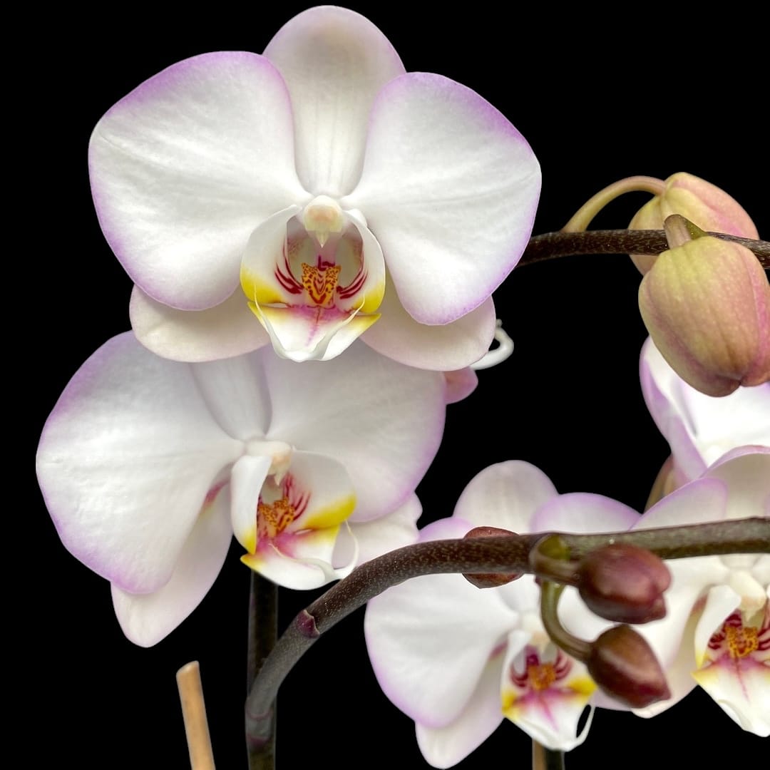 Phalaenopsis Taisuco Wonderland