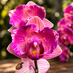 Phalaenopsis Tiannong Golden Vivien '957' (peloric)