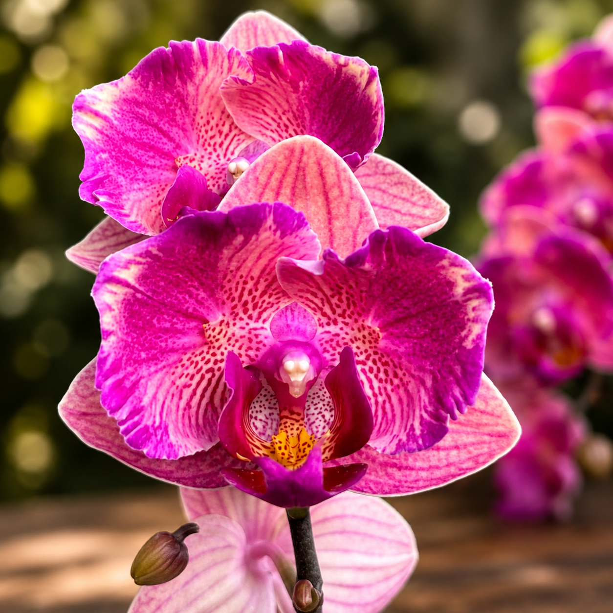Phalaenopsis Tiannong Golden Vivien '957' (peloric)
