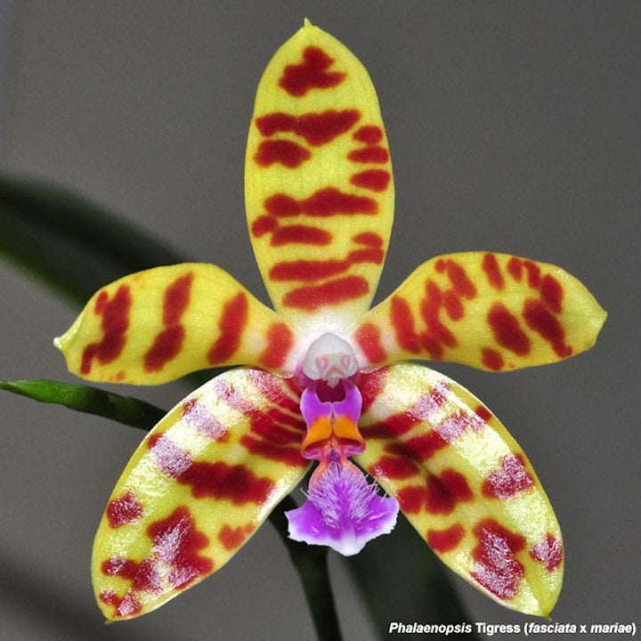 Phalaenopsis Tigress (Phal. mariae x Phal. fasciata)