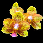 Phalaenopsis Tong Yi Yu Shiou