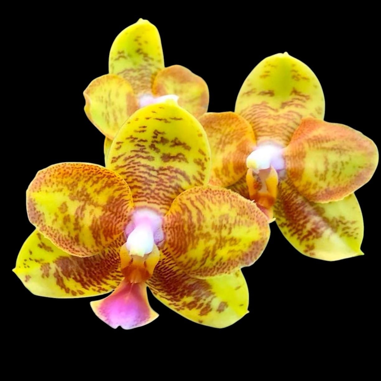Phalaenopsis Tong Yi Yu Shiou