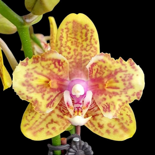 Phalaenopsis Twilight Angel '3554' (peloric)