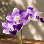 Phalaenopsis Tying Shin Blue Jay