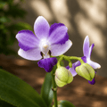 Phalaenopsis Tying Shin Blue Jay