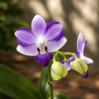 Phalaenopsis Tying Shin Blue Jay