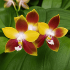 Phalaenopsis Tying Shin Fly Eagle