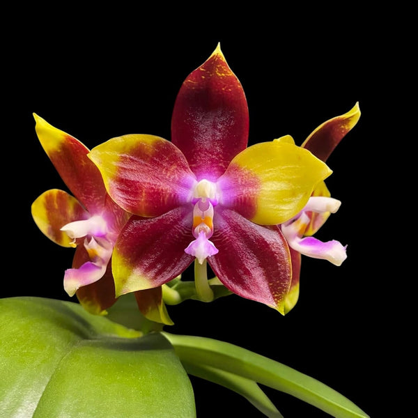  Phalaenopsis Tying Shin Fly Eagle