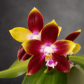 Phalaenopsis Tying Shin Fly Eagle