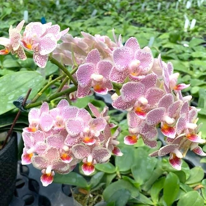 Phalaenopsis Tying Shin Jaguar