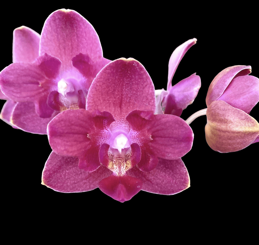 Phalaenopsis Tying Shin Smart (peloric)