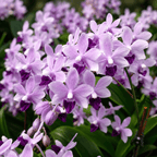 Phalaenopsis Tzu Chiang Sapphire