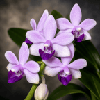 Phalaenopsis Tzu Chiang Sapphire