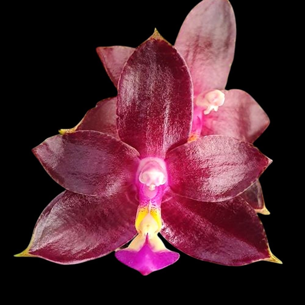 Phalaenopsis Valentinii (Phal. cornu-cervi × Phal. violacea)