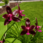 Phalaenopsis Valentinii