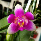 Phalaenopsis Vio Vio 'Cat Face' (peloric)