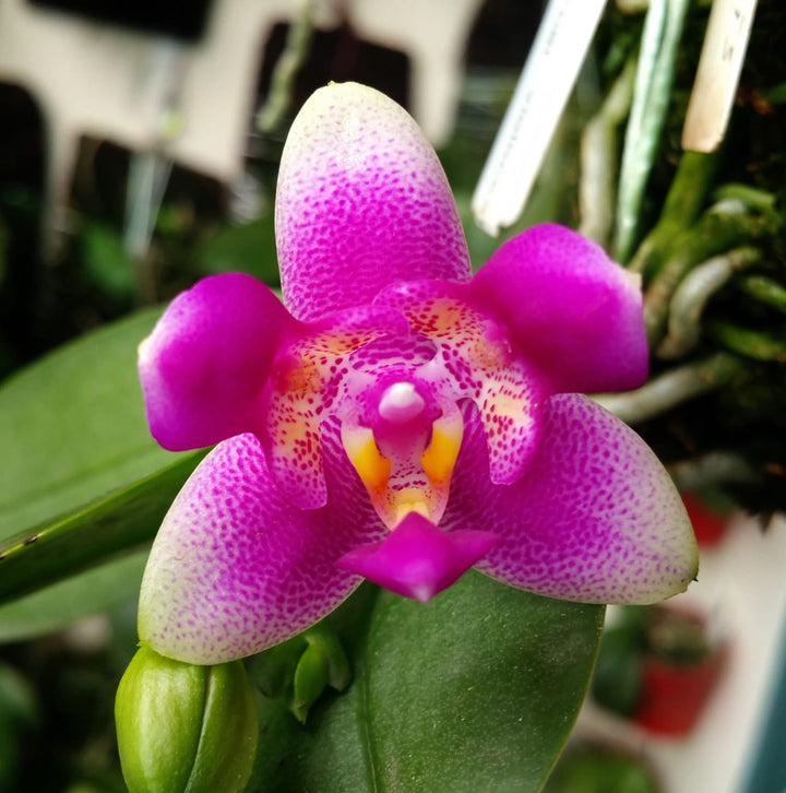 Phalaenopsis Vio Vio 'Cat Face' (peloric)