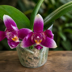 Phalaenopsis Vio Vio 'Cat Face' (peloric) 