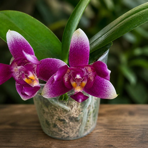 Phalaenopsis Vio Vio 'Cat Face' (pelórica) - intensamente perfumada