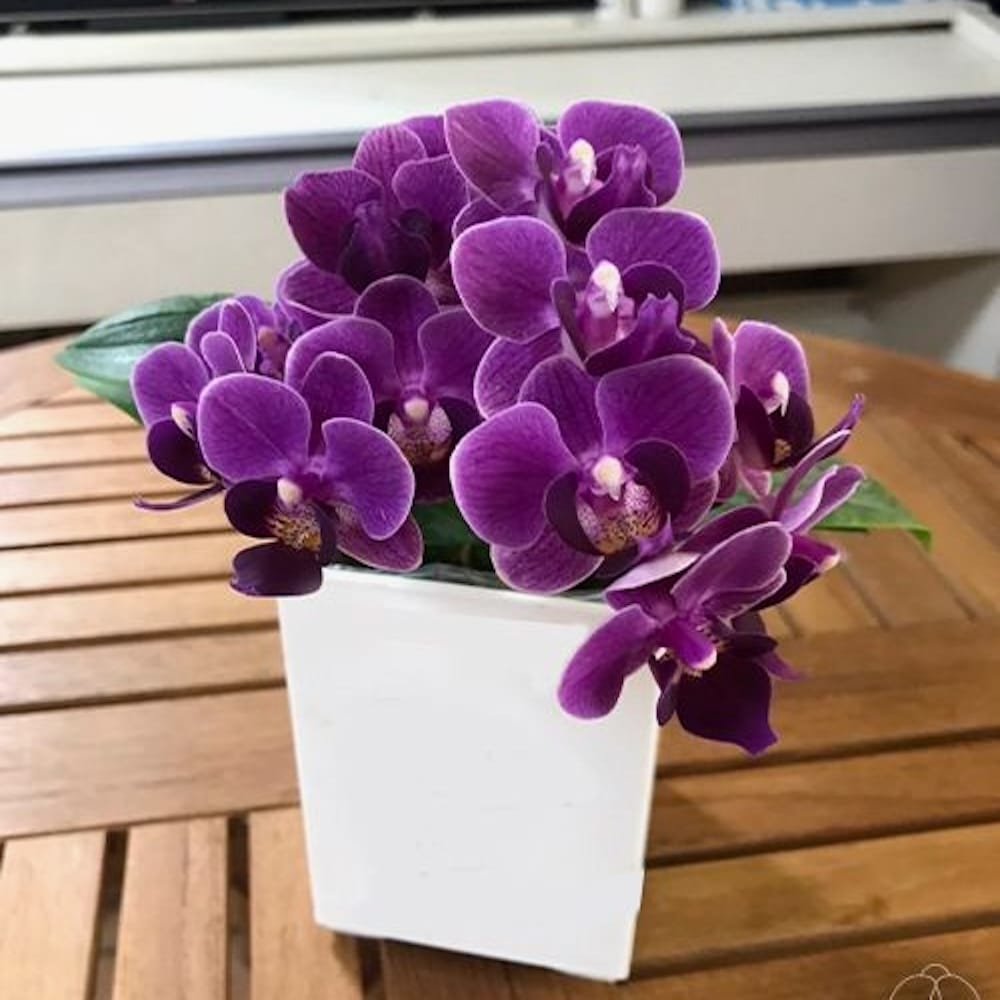 Phalaenopsis Violet Eye