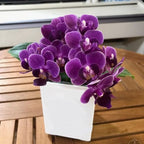 Phalaenopsis Violet Eye