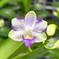 Phalaenopsis Violet Vacation